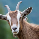 What is the Zodiac Sign for Those Born in 1991