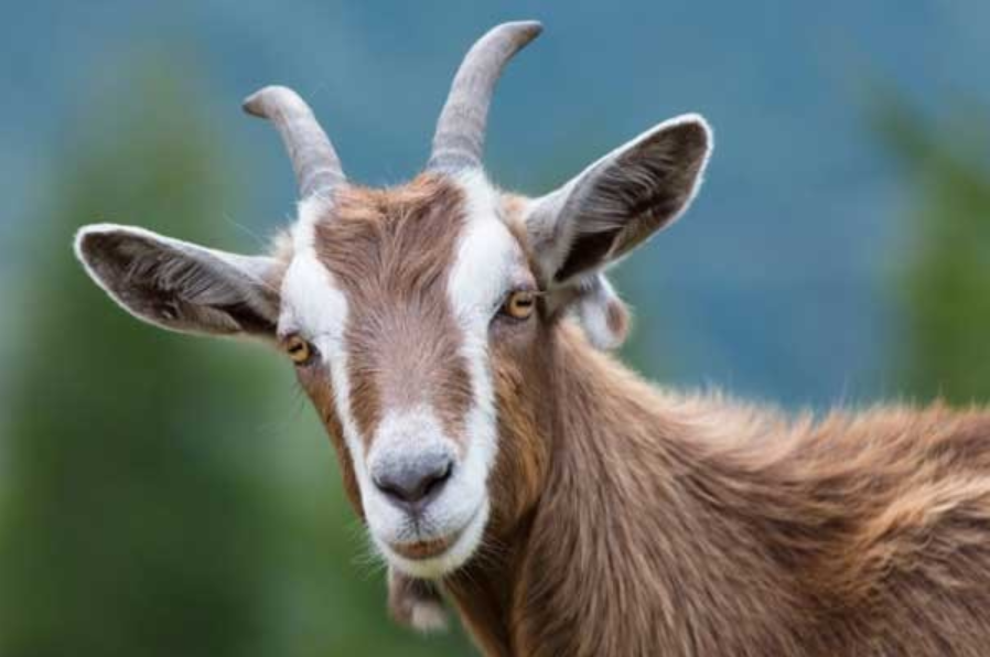 What is the Zodiac Sign for Those Born in 1991